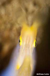 Ribbon Eel by William Loke 